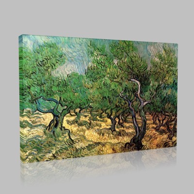 Van Gogh-Olive Orchard Stampa su Tela